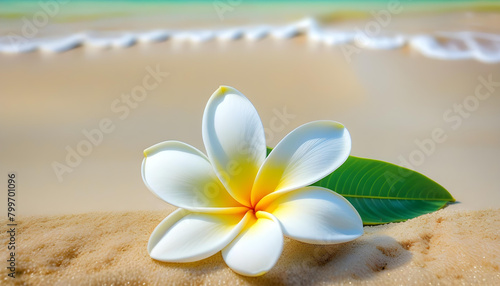 A beautiful white Plumeria flower on a beach with the ocean in the background