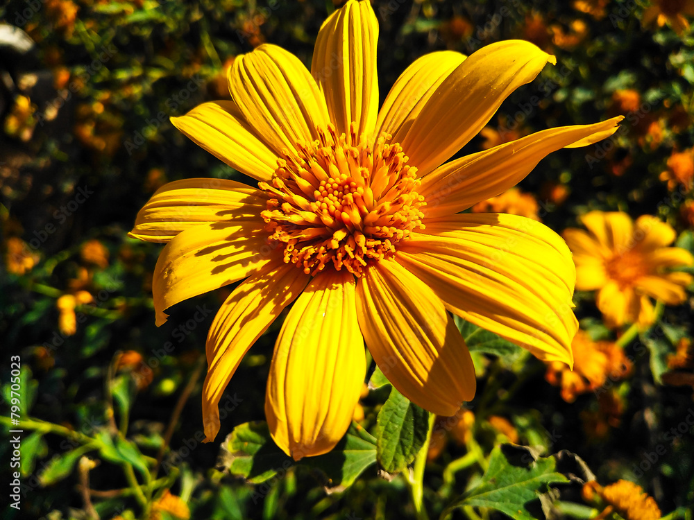 Exquisite Tithonia Diversifolia Flower in Full Bloom Exquisite Tithonia Diversifolia Flower in Full Bloom