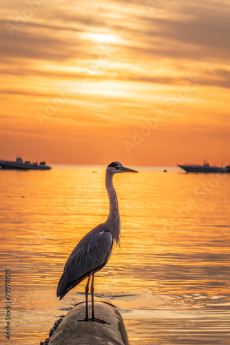 A heron hunting in the sea in the sunset or sunrise light