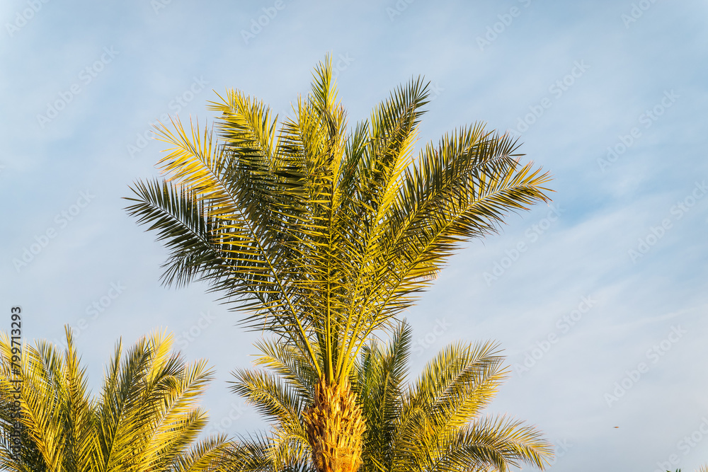 Palm tree with green leaves on blue background Palm tree with green leaves on blue background