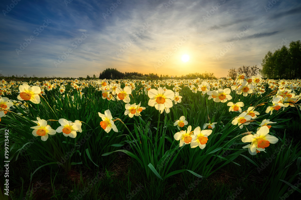 Fototapeta premium Beautiful sunset over field of narcissus flowers