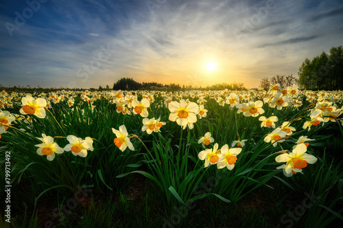 Beautiful sunset over field of narcissus flowers © Piotr Krzeslak