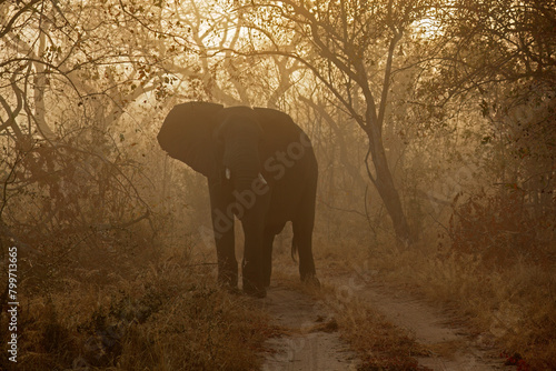 An African elephant (Loxodonta africana) in mist at sunrise, South Africa.