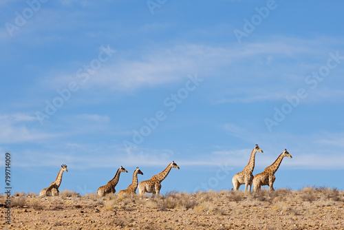 Giraffes (Giraffa camelopardalis) walking in arid environment, Kalahari desert, South Africa.