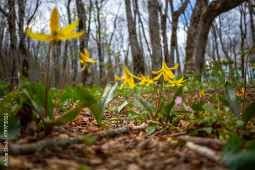 Trout lily in bloom on the Appalachian Trail