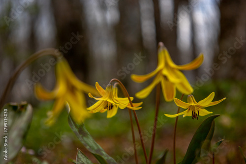 Trout lily in bloom on the Appalachian Trail