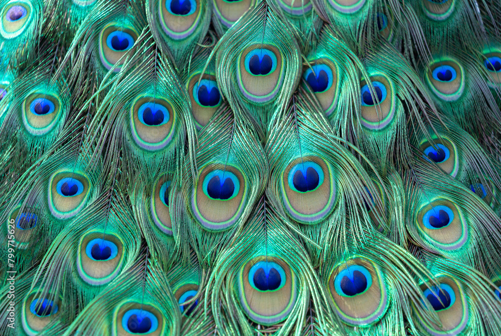 Fototapeta premium colorful of peacock feathers as background, top view