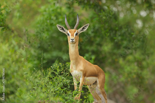 gazelle grazing at edge of forest