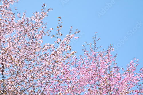 恵庭公園の満開のエゾヤマザクラ / Sargent's cherry in full bloom at Eniwa Park photo