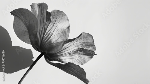 Close-up of a flower casting a delicate shadow against a white background, with the monochrome image highlighting the intricate details and contours of the petals. #799716650