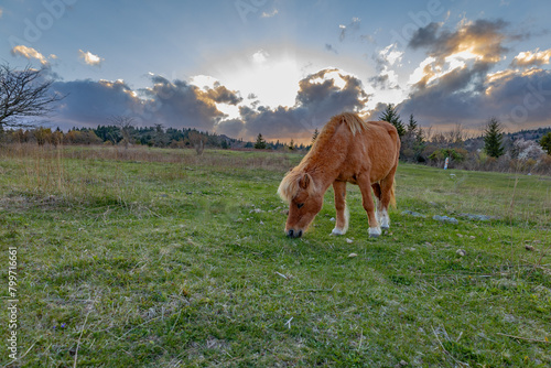 Grayson Highlands pony at sunset