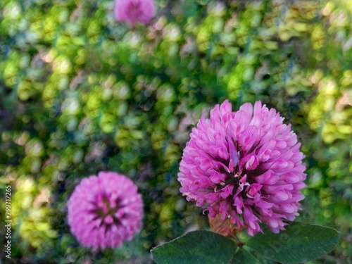 Red Clover flower or Trifolium pratense medicinal herbs in green bokeh background. Clower or trefoil flower in bright meadow & sunlight. Flowering clover leaves on nature lush grass holiday pattern.
