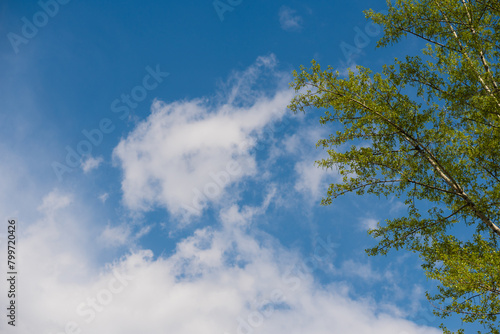 Fresh green tree branches against a bright sky with clouds (ID: 799720426)