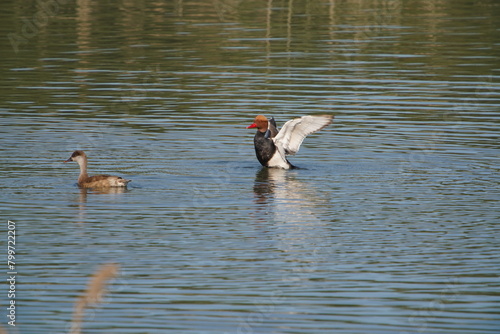 clean redhead profile flatting wings photo