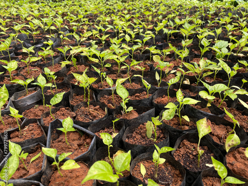 Saplings are young trees that are more mature than a seedling but is not yet seed-producing. They can be produced through seed, vegetatively through cutting.