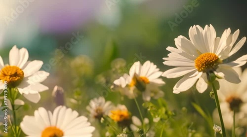 flowers in sunny weather