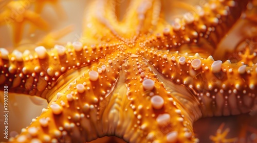 Macro shot of a glowing starfish