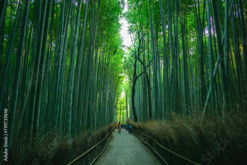 Arashiyama Bamboo groove or Sagano Bamboo Forest, located in Arashiyama, kyoto, japan photo