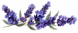 Lavender Delicate purple flowers on slender stems