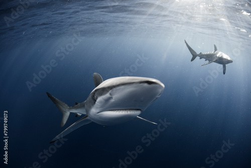 Curious Silky Shark  Carcharhinus Falciformis  swimming close to surface