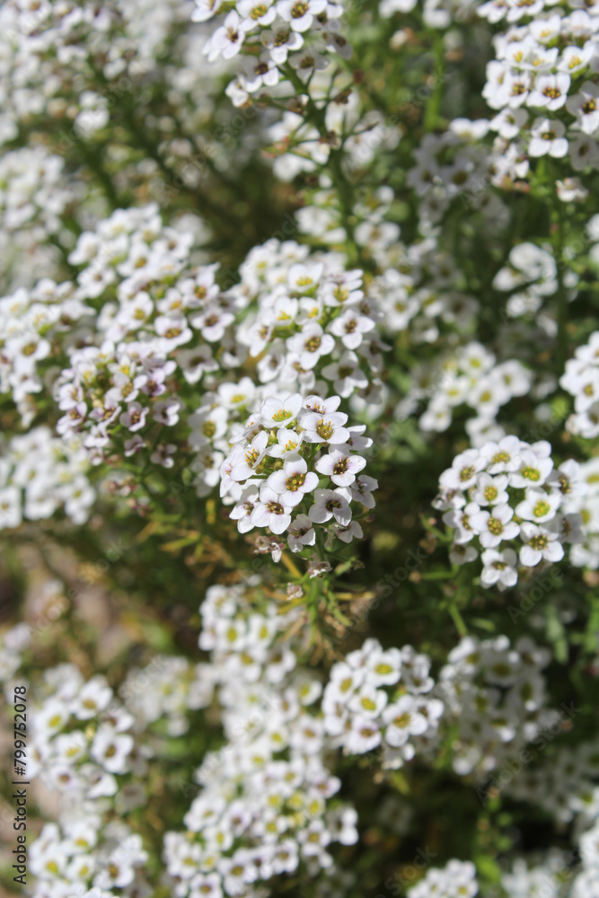 White flowers on an Alyssum plant in a garden White flowers on an Alyssum plant in a garden