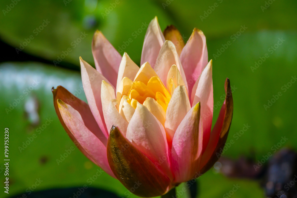 Water Lily in the pond at Mayfield Garden Water Lily in the pond at Mayfield Garden