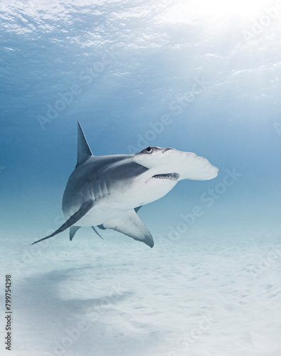 Great Hammerhead shark  underwater view