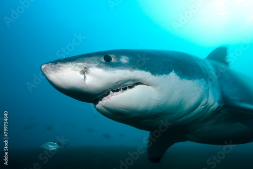 blue shark swimming underwater