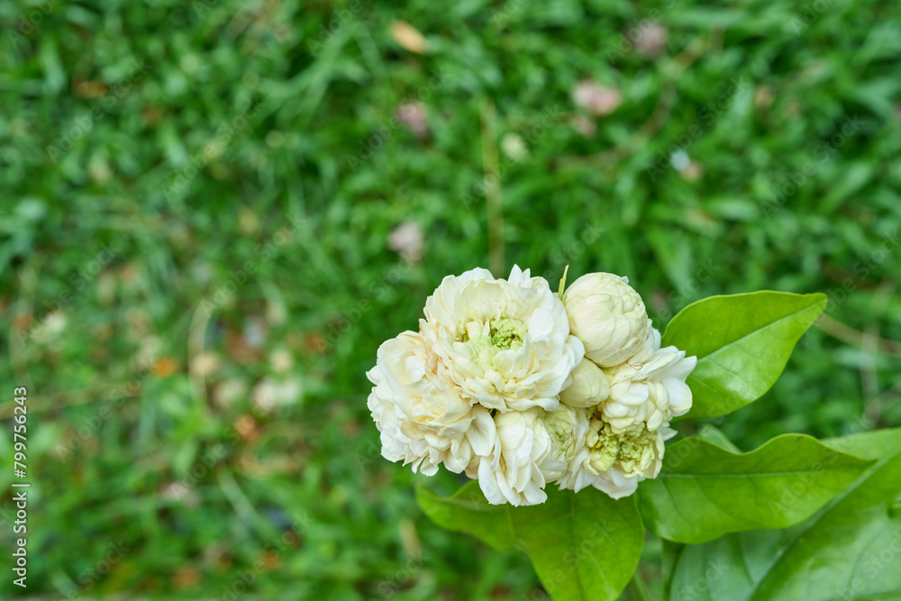 Blooming white jasmine sambac in the garden Blooming white jasmine sambac in the garden
