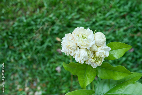 white blooming jasmine samback in garden. 