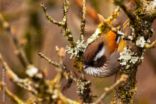 White-browed fulvetta sitting on a thin branch looking for food. photo