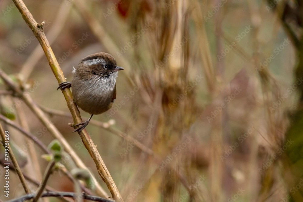 Naklejka premium White-browed fulvetta sitting on a thin branch looking for food.