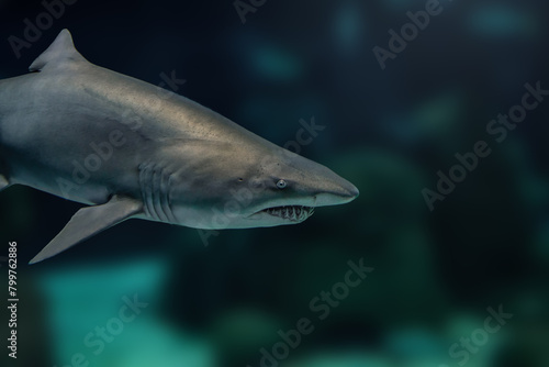 Sand Tiger Shark  Carcharias taurus 