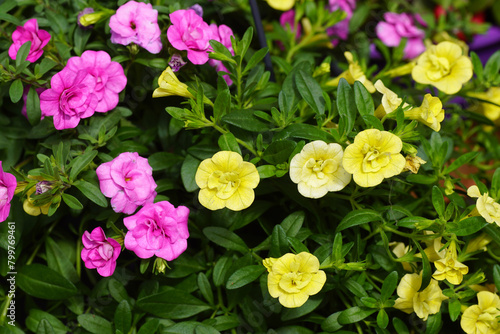 Close up hanging, trailing double Petunia with pink and yellow flowers. Family Solanaceae. Spring, Netherlands, April