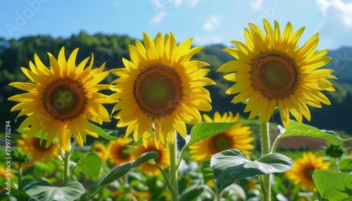 Sunflowers stand tall as a family  their faces like a crowd waiting for the festive bus parade  bright water color
