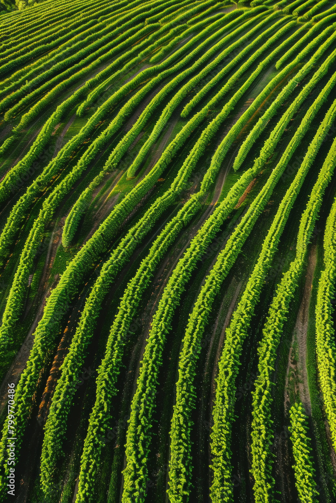 Fototapeta premium Aerial view of symmetrical rows of crops in a vast agricultural field, creating a mesmerizing pattern that stretches to the horizon.
