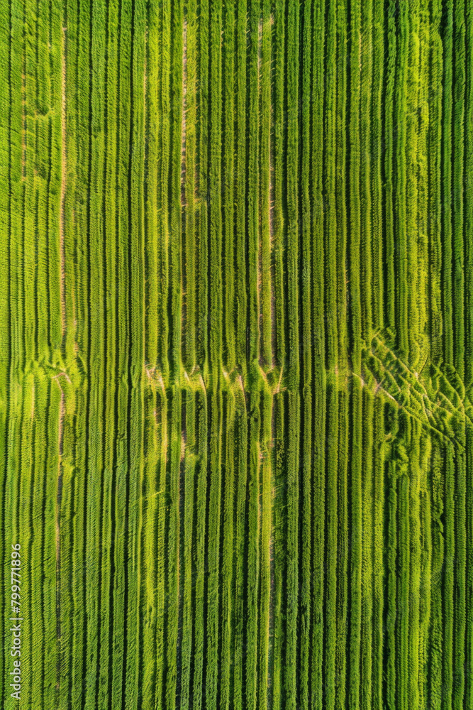 Aerial view of symmetrical rows of crops in a vast agricultural field, creating a mesmerizing pattern that stretches to the horizon. Aerial view of symmetrical rows of crops in a vast agricultural field, creating a mesmerizing pattern that stretches to the horizon.