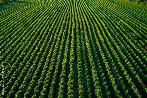 Aerial view of symmetrical rows of crops in a vast agricultural field, creating a mesmerizing pattern that stretches to the horizon.