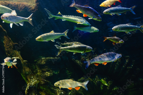 Various river fish swim in a large aquarium in the oceanarium