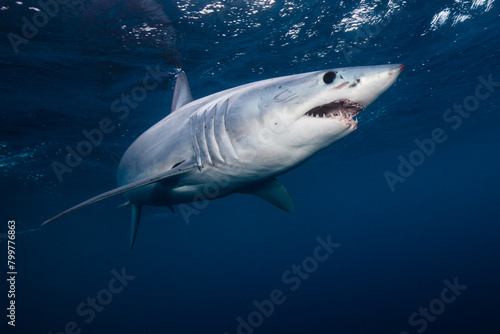 Underwater view of shortfin mako shark (Isurus oxyrinchus) swimming in sea, West Coast, New Zealand