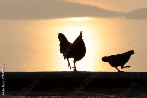 Silhouetted scene of walking chickens with bright bright sunlight over the sea.