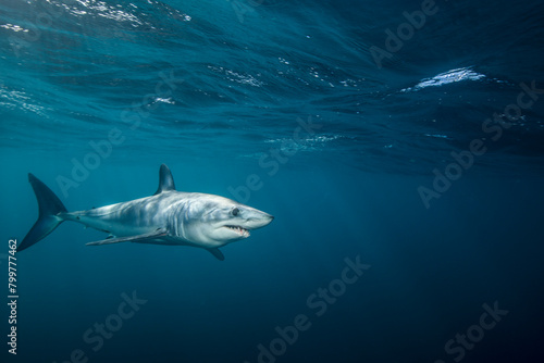 Underwater view of shortfin mako shark  Isurus oxyrinchus  swimming in sea  West Coast  New Zealand