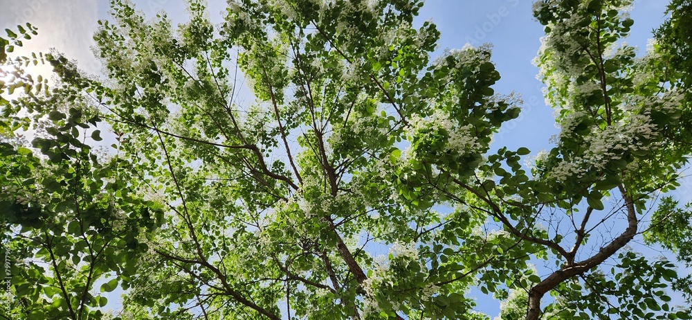 Fototapeta premium a flower tree in the city