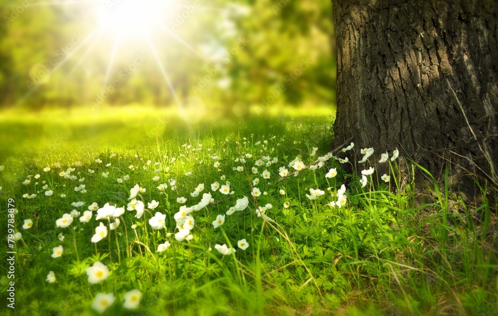 green grass and sun shine on little flowers 