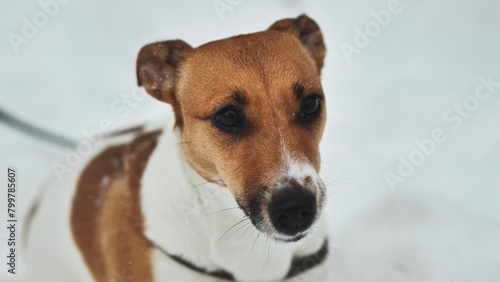A Jack Russell Terrier trembles in the winter snow. © Довидович Михаил