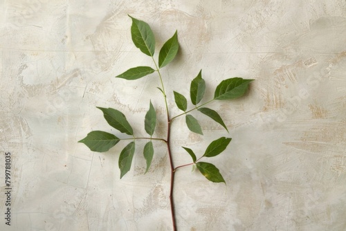 Leaf on Stem Close-Up, Light Gray Wall Backdrop - Environmental Awareness, Peaceful Imagery, Horticulture