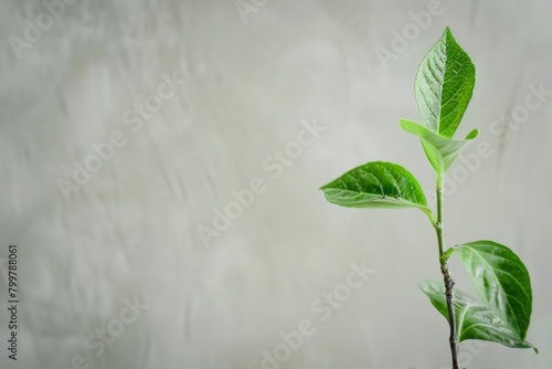 Leaf on Stem Close-Up, Light Gray Wall Backdrop - Environmental Awareness, Peaceful Imagery, Horticulture