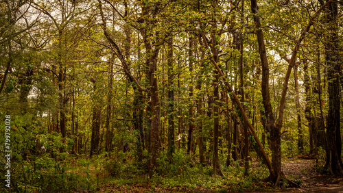 Mixed forest, green deciduous trees The rich natural ecosystem of the rainforest concept is about conservation and natural reforestation. 