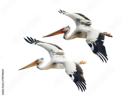 Pelican in flight or birds migration on transparent background