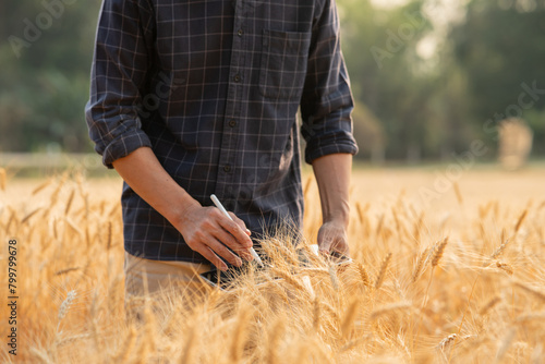 Farmer giving advice on wheat work online on tablet in wheat field